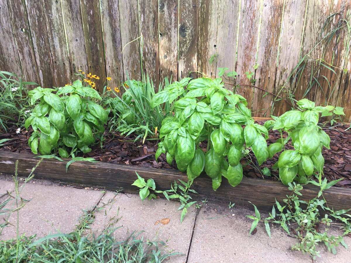 thingwhatwows's tweet image. We have just a little basil.
#gardening #pestotime