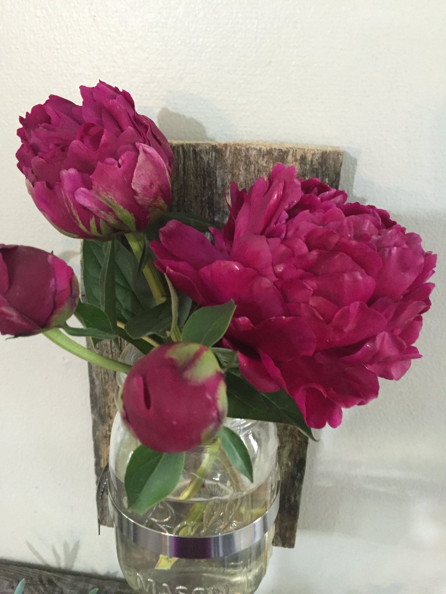 SandysFlowers's tweet photo. It’s peony season. The blooms are all around Sandy’s Notions! https://t.co/sWMlYa6JCX