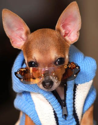 En el #DiaDelPerro para el "amigo fiel" y los looks d nuestras 'mascotas' bit.ly/pet-s con #Fotogaleria