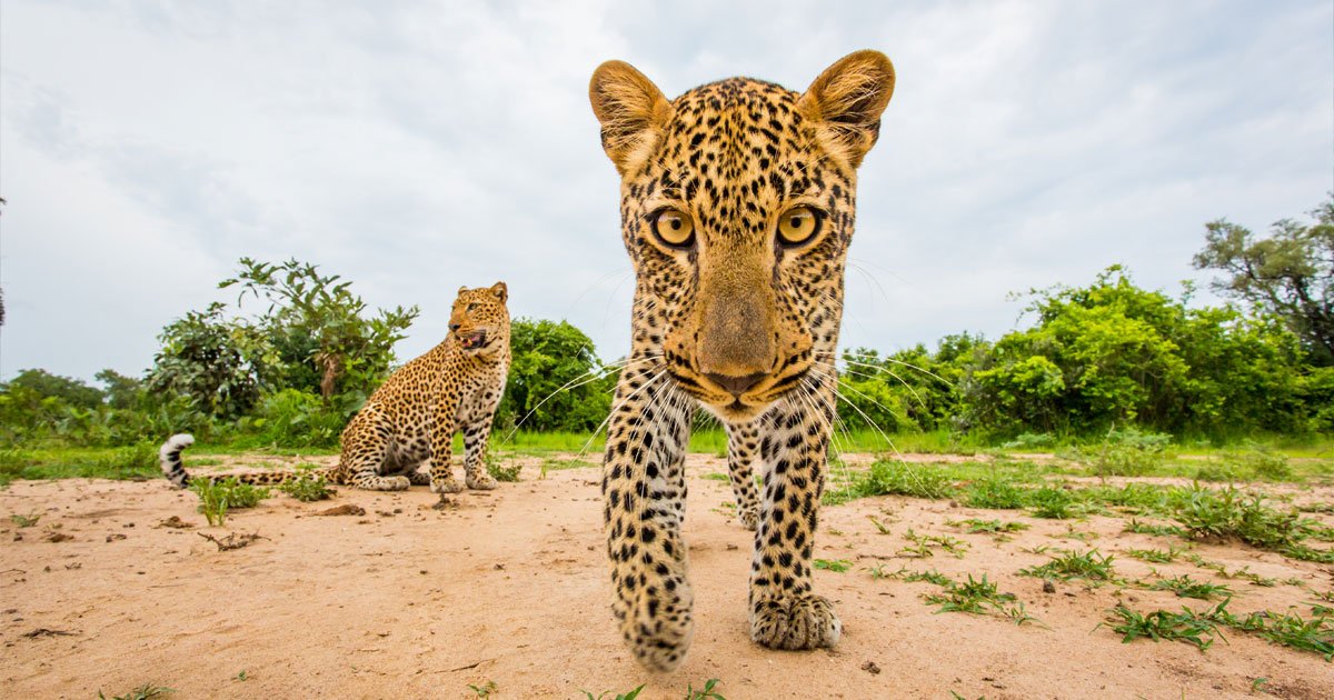 Calling all wildlife photographers, $25,000 of prizes on offer in the <a href="/willbl/">Will Burrard-Lucas</a> photo comp: s.fstopgear.com/wS4z
