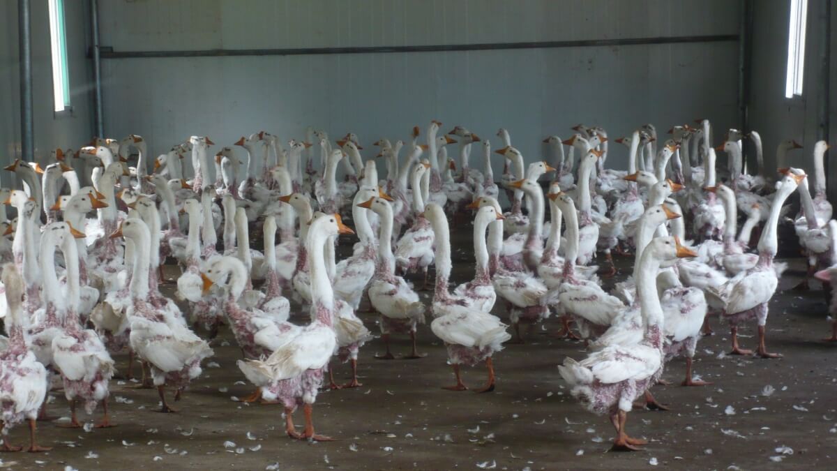 PETAUK's tweet photo. They need their feathers, you don't. 🐥
Here's why you should NEVER buy down. 
https://t.co/8jFxex5Nf3 https://t.co/I4Qifjtpjj