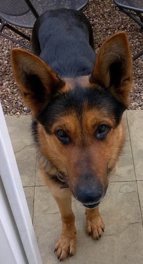 BCHPoliceDogs's tweet photo. On his first shift back with his handler Zak detained two males following an alleged burglary in #Bedford #ZakIsBack https://t.co/7wXO22PvQ5