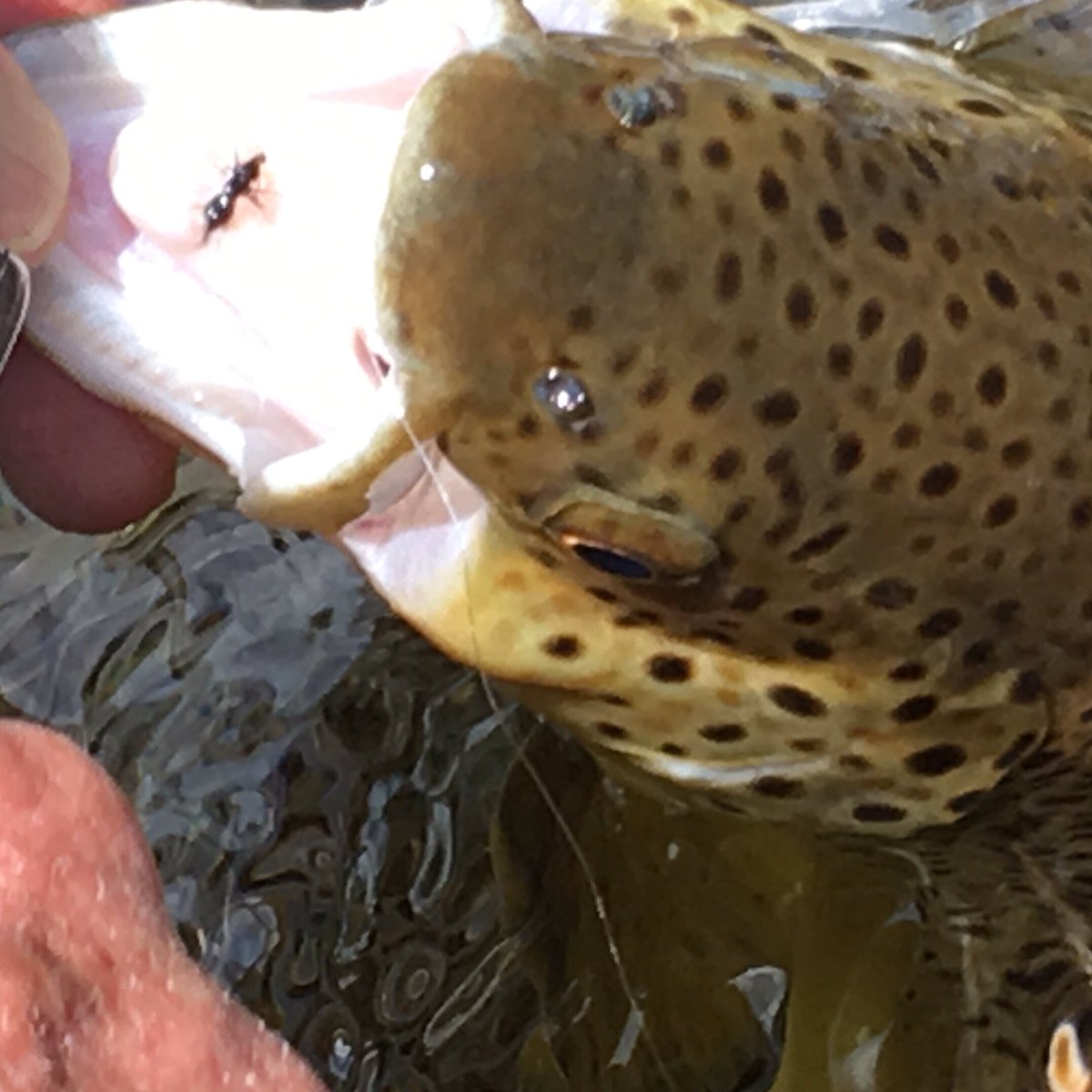 chickenchucker1's tweet photo. Big boy eating ants on a windy day #flyfishing #CatchandRelease #keepemwet #wildbrowntrout #flytying https://t.co/9qVwxsgcdt