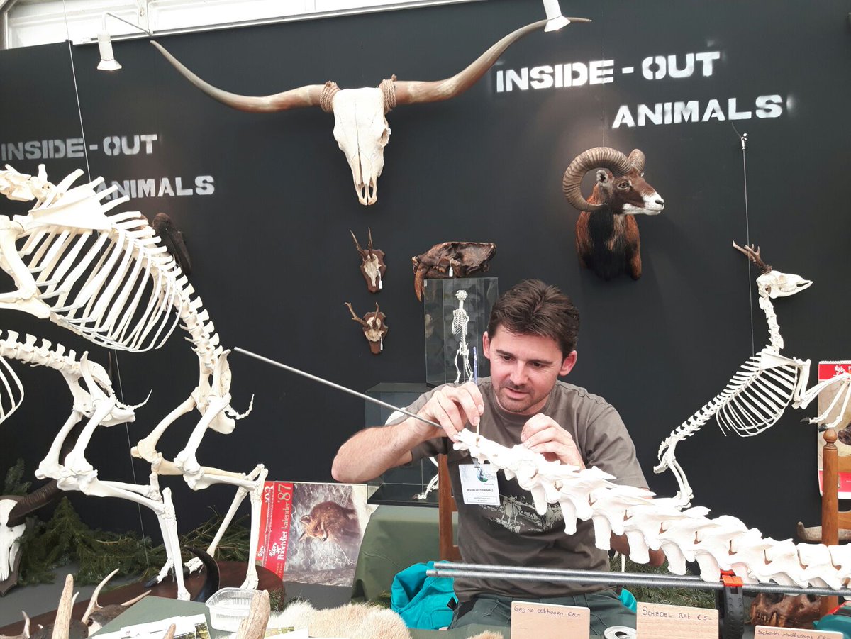HogeVeluwe's tweet photo. Een preparateur aan t werk zien? Dan kan as weekend tijdens de Junior Natuur Expeditie dagen https://t.co/p5gTRKxpbi https://t.co/pZ4BHhzD2q