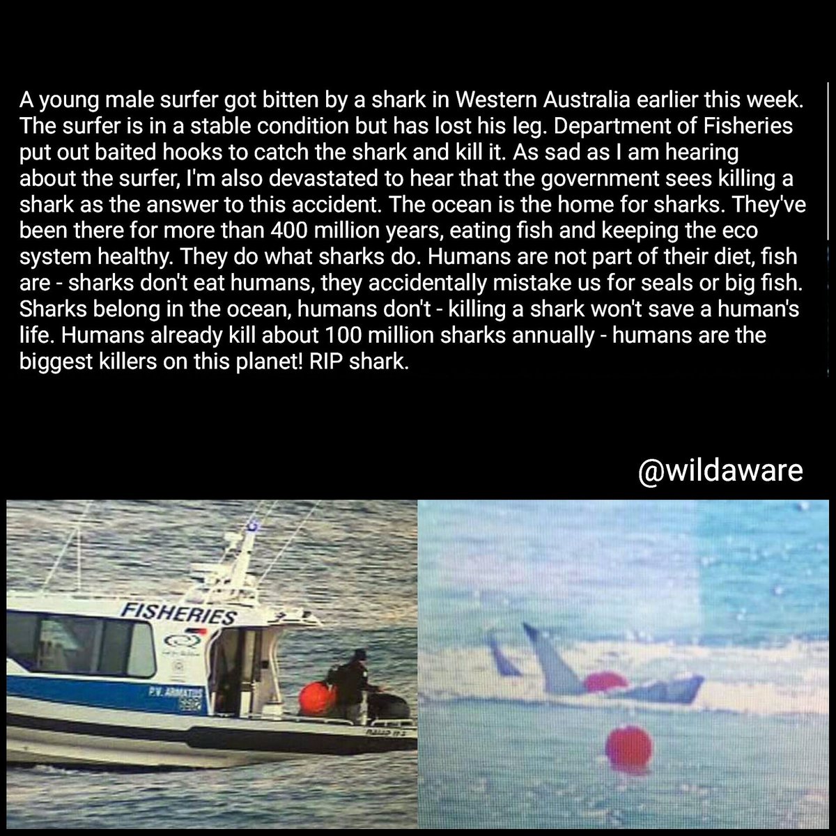 Malin_WildAware's tweet photo. RIP shark. You did what sharks do, swim, eat, living life. Humans infest the ocean - not sharks. https://t.co/CRiXTr6Xlc