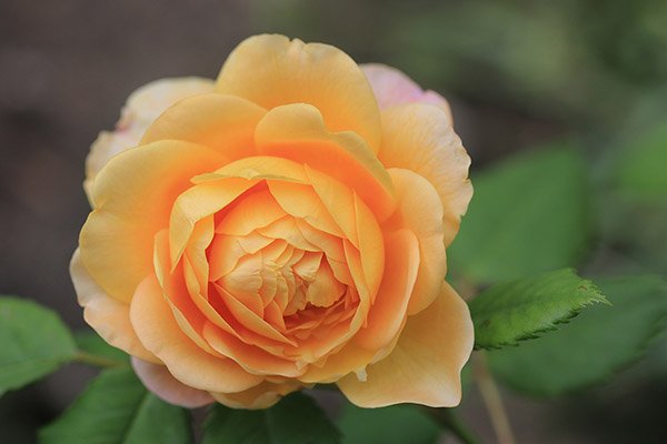 The perfect flower, so photogenic ! #photography #Roses #nature tinyurl.com/hpbq4lr