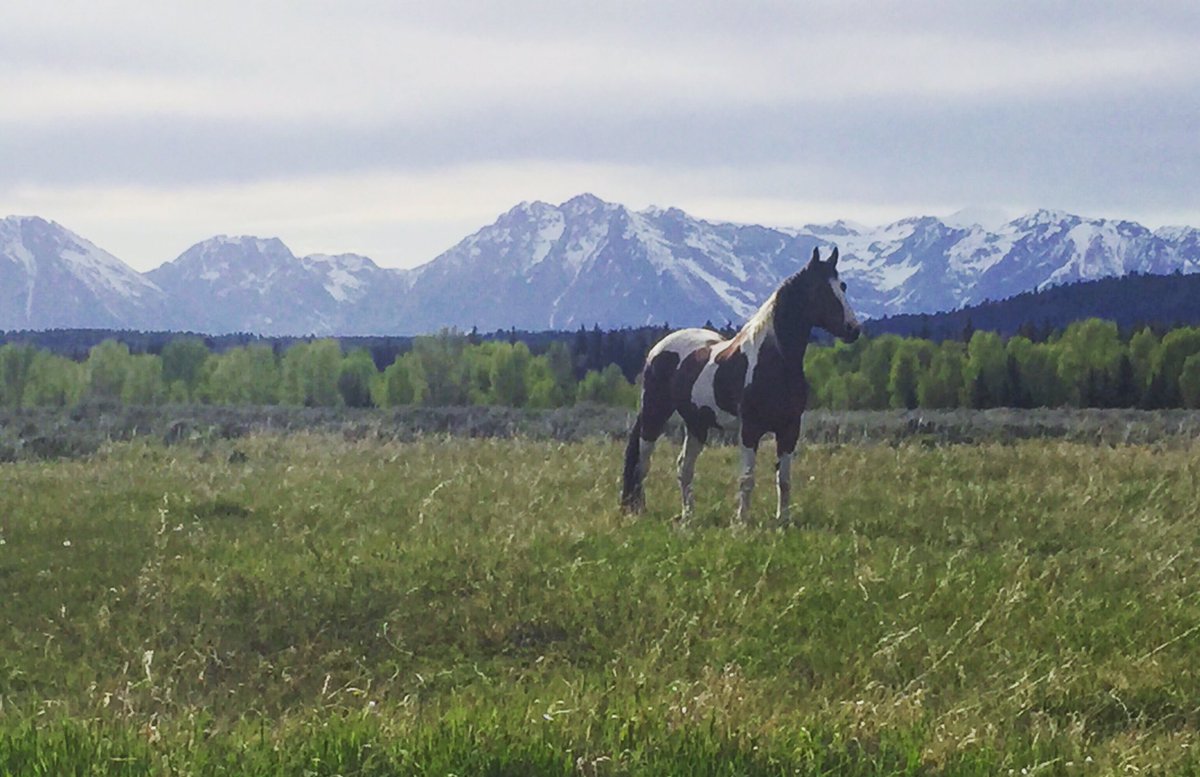 HangtimeMedia's tweet photo. #horsebackriding in #JacksonHole with an amazing backdrop #GrandTetons @TetonMtnLodge @NHHotelsResorts @HotelTerra https://t.co/Cic0ZJfVXt