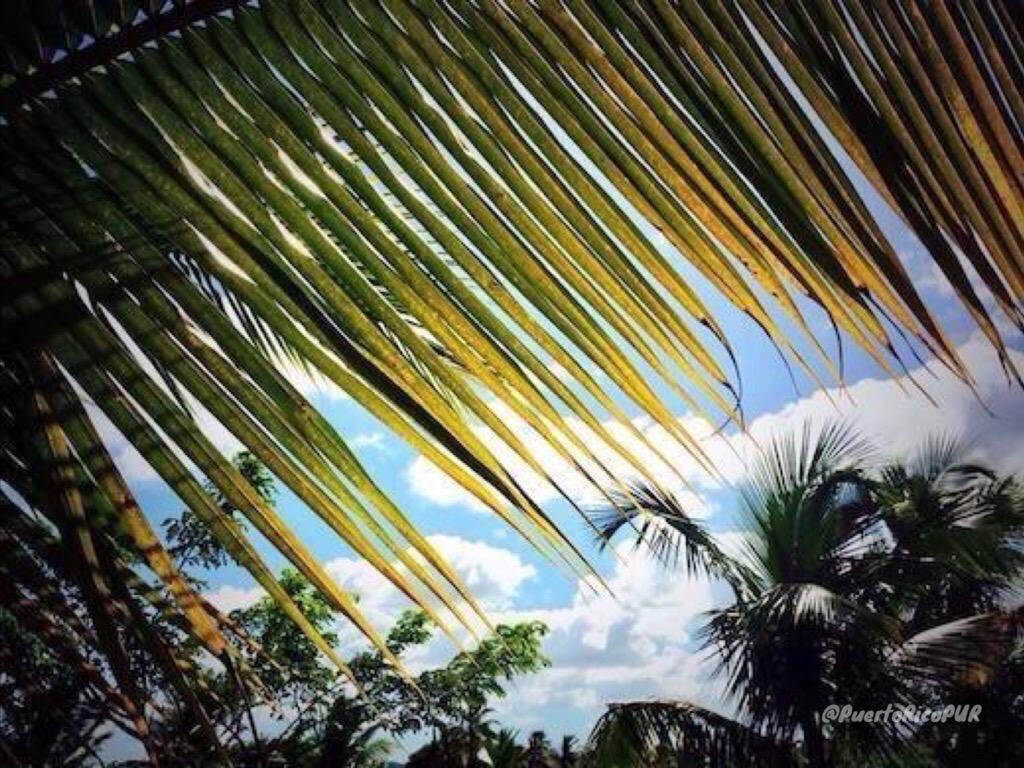 PuertoRicoPUR's tweet photo. #BuenosDías from the beautiful Island of Puerto Rico! 🌴☀ https://t.co/Ib3HT7qLgR