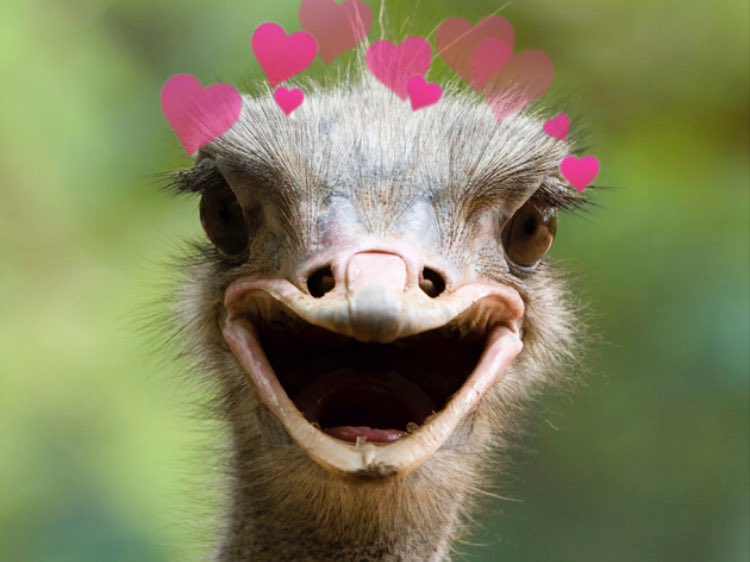 animals with hearts (@animals_hearts) | Twitter