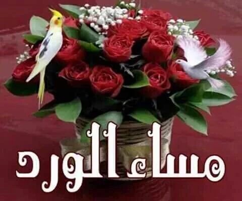 أبو الاحرار (@aly65802) on Twitter photo 