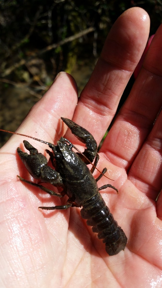 Crayfish UK (crayfish_uk) Twitter