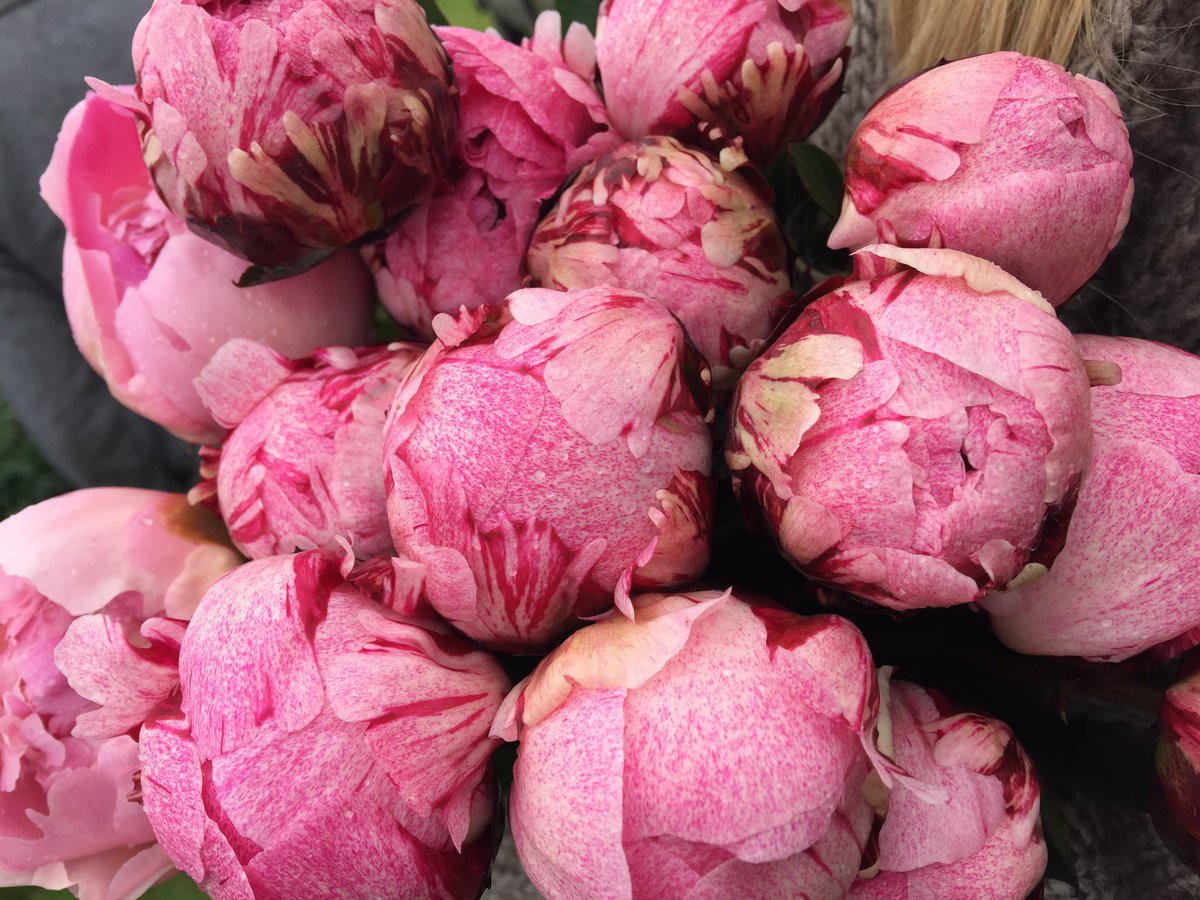mypeonysociety's tweet photo. Peonyfarm today @paeonbv #thefawn #claudetain #angelcheeks #marynichols https://t.co/IkwDHXhu4W