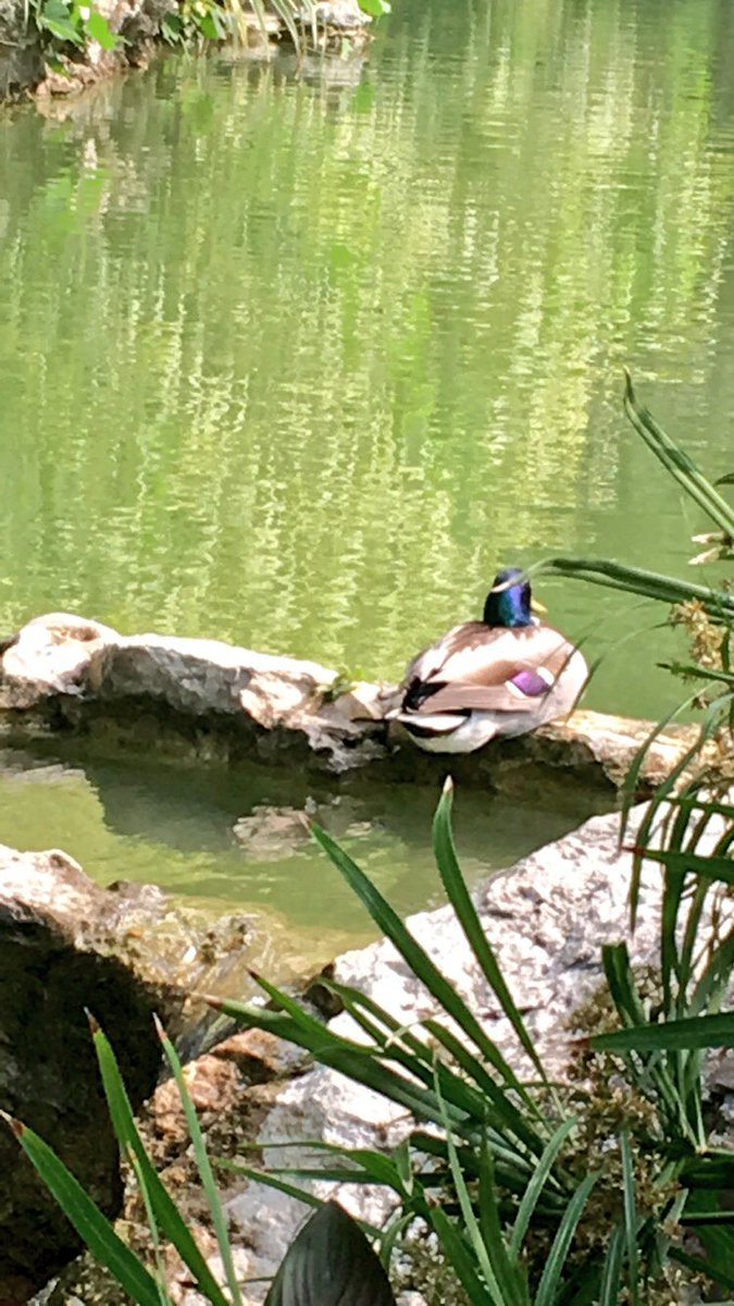 SheWhovian's tweet photo. I love ducks. I have litrally a billion picture of them on my phone ❤️❤️❤️❤️❤️ https://t.co/1xkXWx0iXu