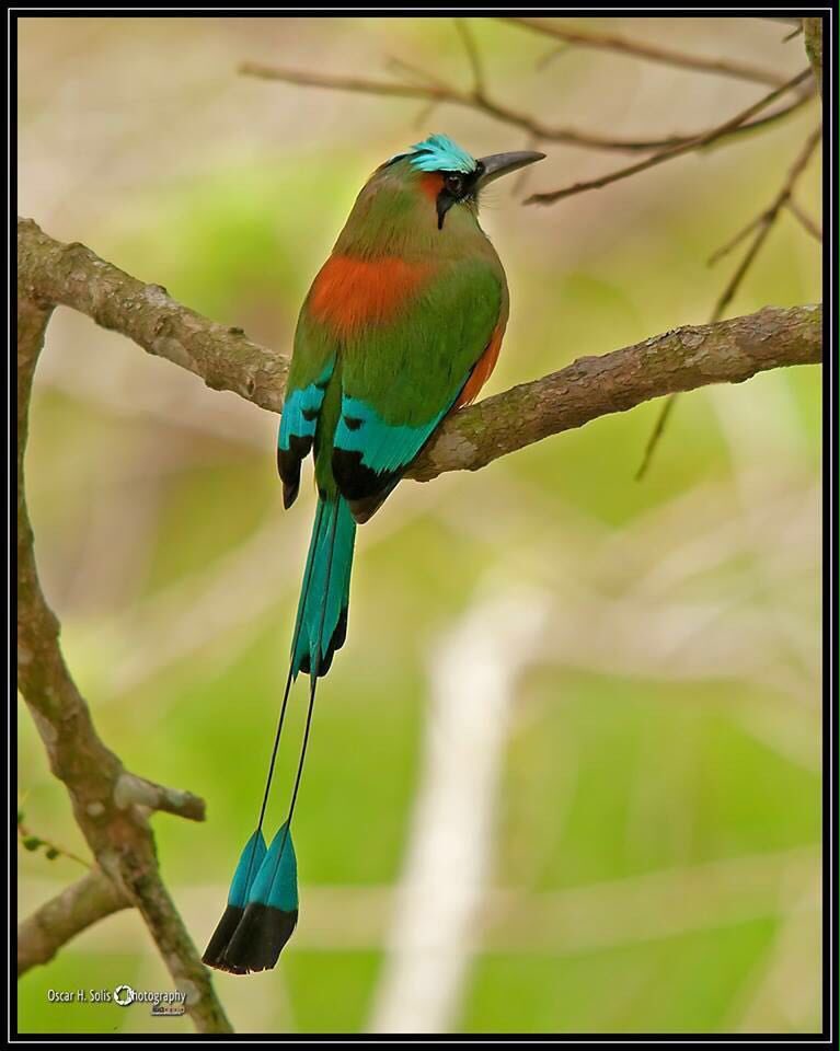 JuanOrlandoH's tweet photo. #Honduras, paraíso de aves y colorido: Momoto Ceja Azul, huésped que encuentra en nuestra tierra ¡Visítennos! https://t.co/jbHZszPkV3