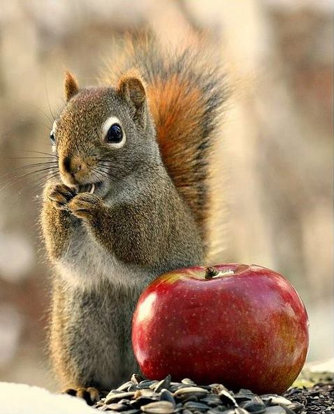 WagliO_O's tweet image. Lunch time.. 🍎