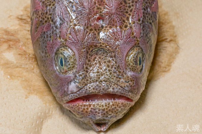 すべての美しい花の画像 綺麗なかっこいい 魚の 名前 すべての美しい花の画像 綺麗なかっこいい 魚の 名前