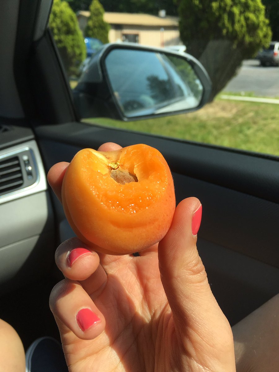 Kalebreath's tweet photo. #vegan #apricot #roadsnack #veganroadtrip https://t.co/Xmjrm8bbL8