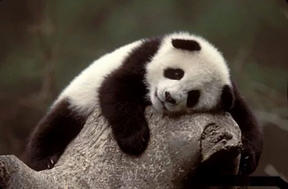 9GAG ❤️ Memeland tweet media