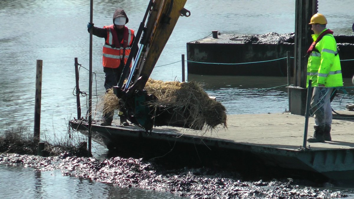 Walthamsteve's tweet image. New reedbed #wildlife habitats (2.4 hectares) being planted at #Walthamstow #Wetlands @WildWalthamstow @WildLondon