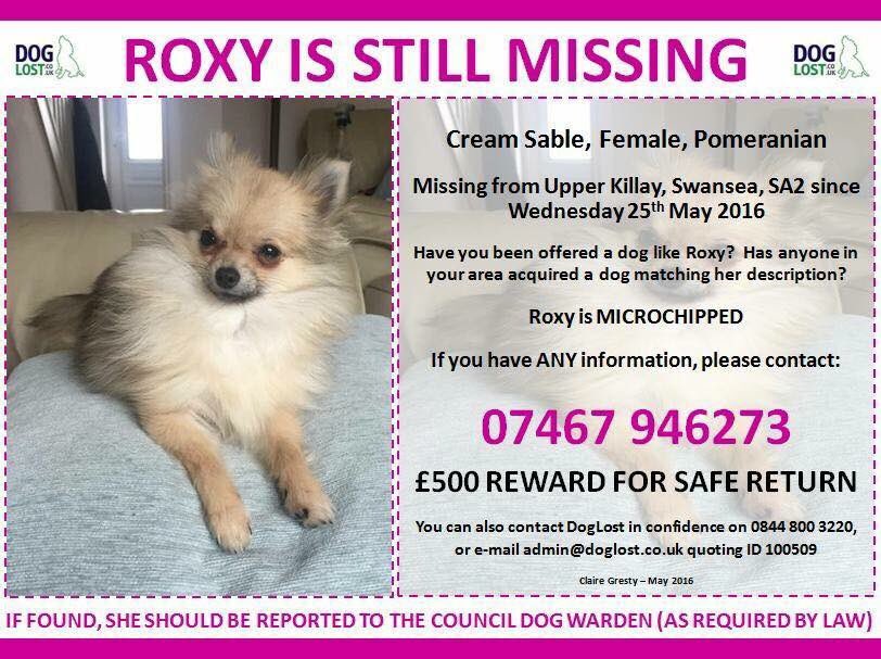 LisaLisaw1's tweet photo. Please RT #GetRoxyHome #Stolen #UpperKillay #Swansea @SWPSwansea @Matthew03945708 @VetsGetScanning @pettheftaware TY https://t.co/doxurG0uez
