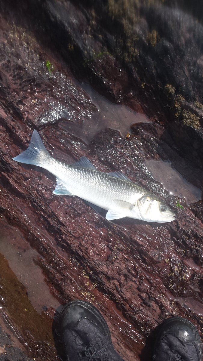 seanlisaaherne's tweet photo. It's the middle of the day, 23° and sun splitting d stones, crystal clear and calm water...and they're still biting! https://t.co/4ItBraQoix