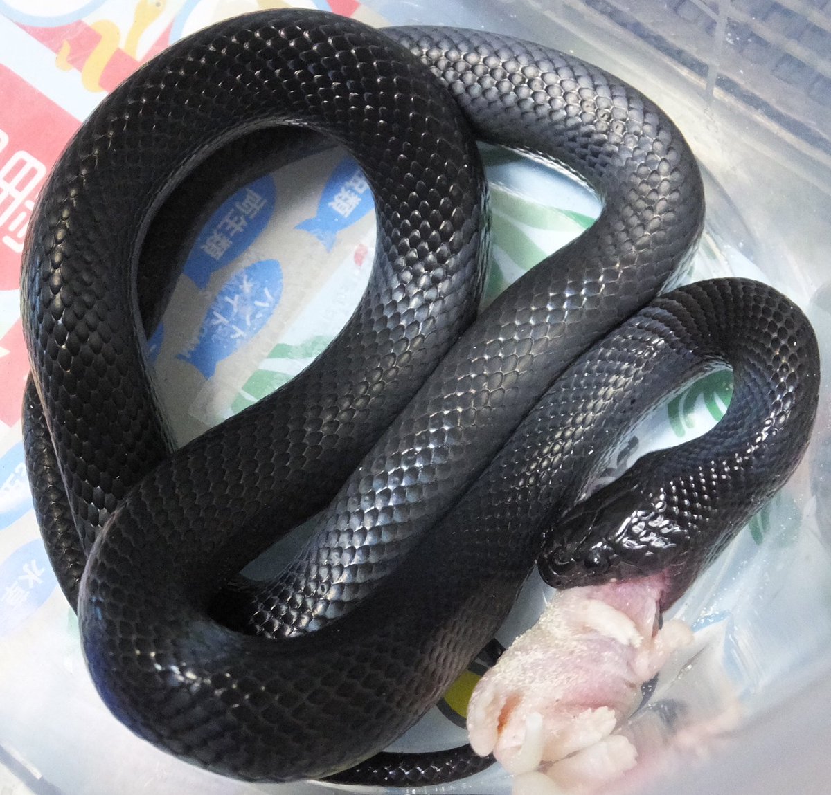 Aqua 爬 紫音 音 やっぱ黒い蛇はイイ D 青光り ヌエボレオンキングスネーク メラニスティック