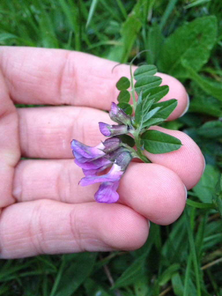PhilienWildCon's tweet photo. Recognising plant families, 1st #30DaysWild. Improved already thanks to #BotanyforBeginners. Vetch still needs ID. https://t.co/jNxtn1OMVe
