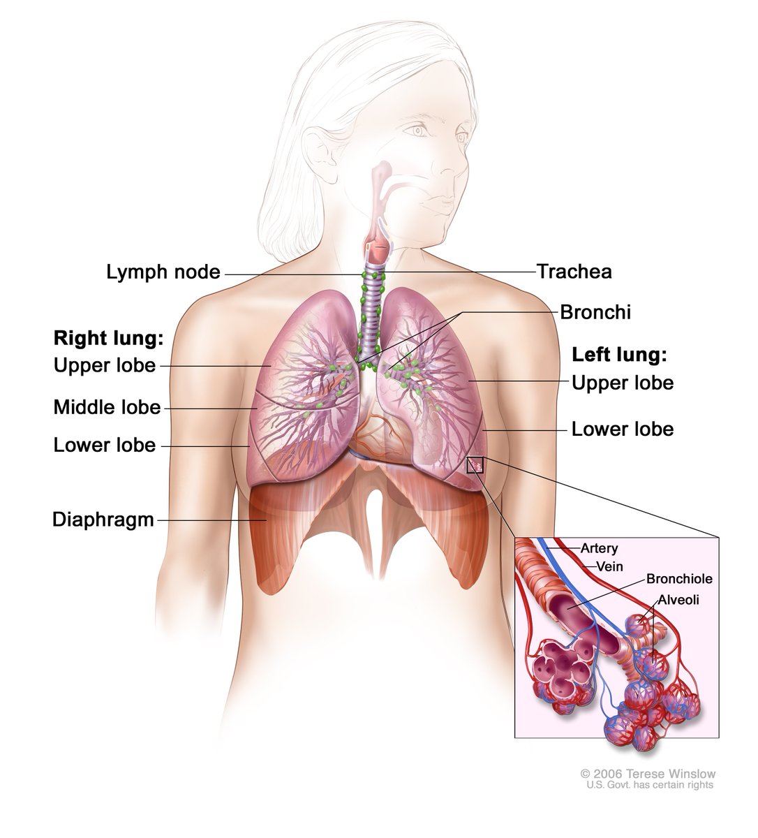 theNCI's tweet image. FDA approves blood test to detect gene mutation associated with non-small cell lung cancer 1.usa.gov/1TY9mrG