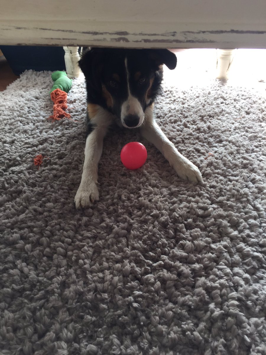 active_pets's tweet photo. Hiding with his ball #dogsoftwitter #throwaballthursday https://t.co/xFvvIjpD4y