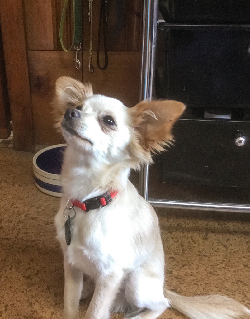 DigitalLabelPro's tweet photo. Say hello to Sid our new shipping team member. https://t.co/jgDOew3kgb