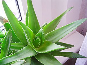 biopharmex's tweet photo. #BioAloe #BpxTips 
El aloe favorece a la regeneración de tejidos. https://t.co/3gdPy35Nqr