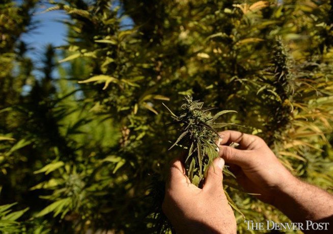 cannabist's tweet photo. Sorry, corn. Nebraska researchers recently got a permit to use hemp as a field crop: https://t.co/JPtcLEVV7a https://t.co/Jf5Q7GUraz