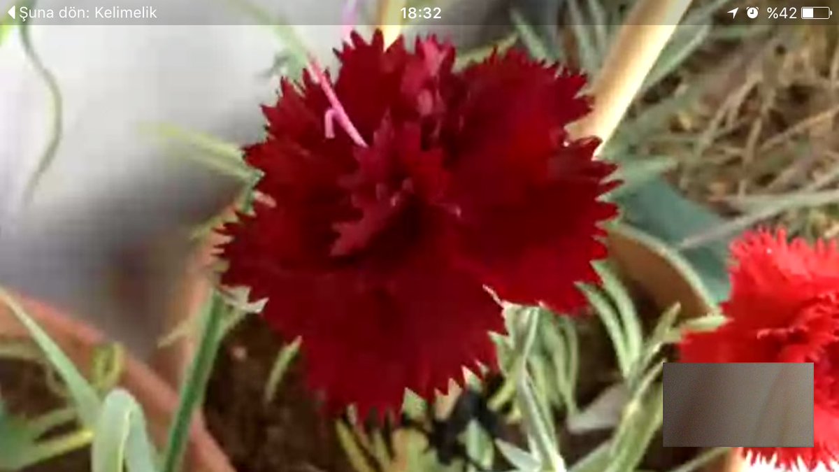 Oya G.Usman (@oyausman) on Twitter photo 