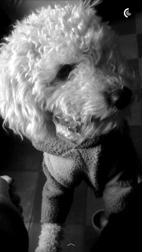 FlorSanchezPyP's tweet photo. te extraรฑoooo!!! ๐ถ๐ #CiroValentin #DiaDelPerro https://t.co/BHl7DCzz2L