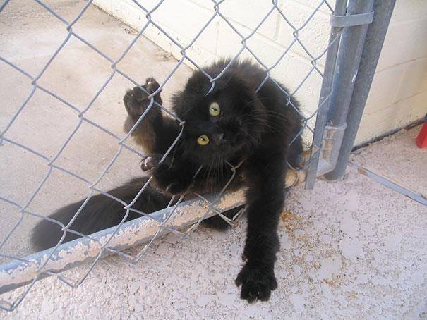 catnipapp1's tweet image. When you have to go but #kitty just isn't having it. #Cat #transcends #gate for owner. #CatsOfTwitter #funny #cats