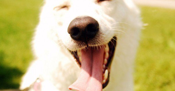 resharelist's tweet image. The 137 Funniest Dog GIFs Ever resharelist.com/funny-dog-gifs/