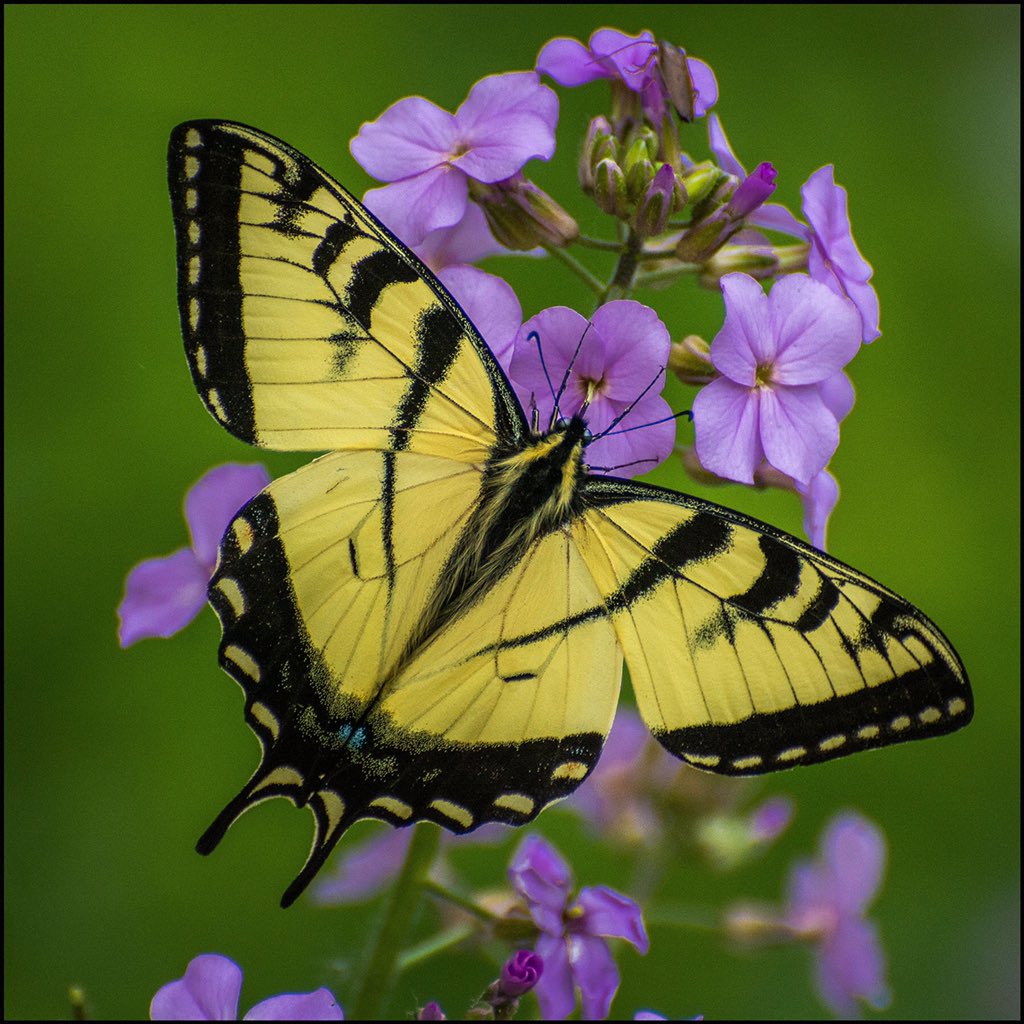 Rod1979D's tweet image. Eastern Tiger Swallowtail #butterfly #phlox