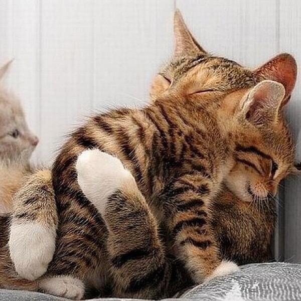 PicsOfCuteCats's tweet photo. Awwww, I wanna hug too. ' https://t.co/lh4ItS3msN