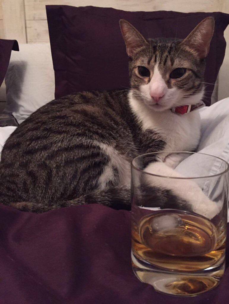 migatodinamita's tweet photo. Soy #DjBaloo y hoy tenemos un día senza fine https://t.co/xEXwu4nNHz https://t.co/g2FfOOsQPR