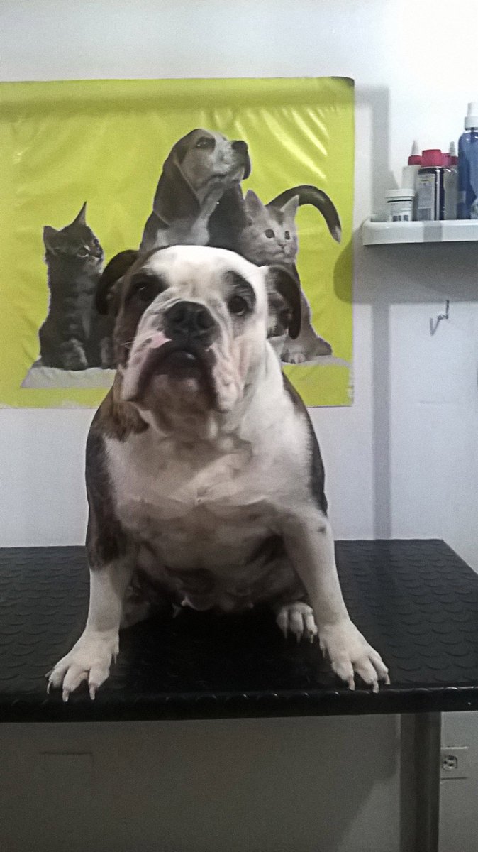 PetsanaVet's tweet photo. Ella es Sasha 🐶 y a ella le encanta el cepillado y baño medicado que brindamos en #Petsana. #vet #dogsoftwitter https://t.co/zNAL1f1Hk3