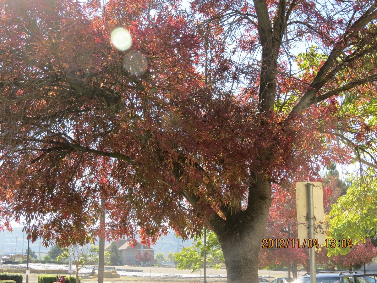 knito28's tweet photo. #TolunaSeasons2 mi estación favorita otoño ❤️ me encanta el cambio de color en la naturaleza https://t.co/znJ6MLjdIg