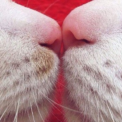 Мур Мур 🐱
