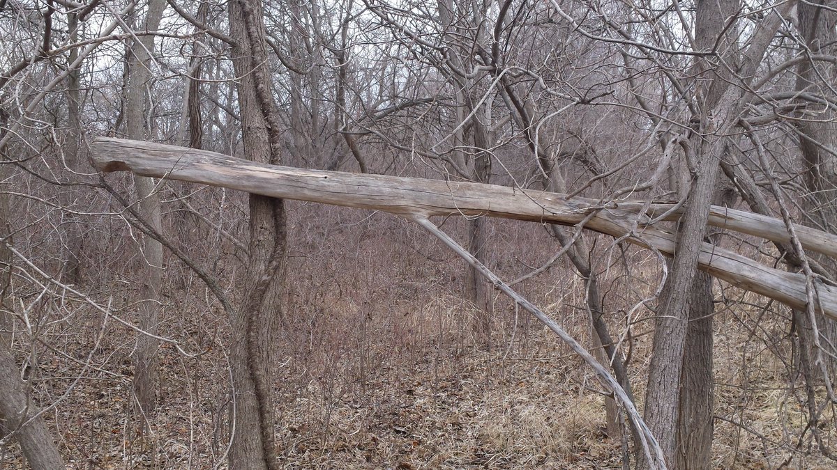 BigfootingK's tweet photo. Blocking the trail? Things that shouldn't be there. 

#odd #Kansas #Bigfoot #Sasquatch https://t.co/4k6qC81TR9