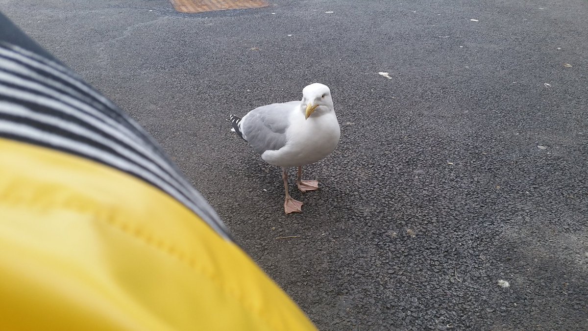 Catbell74's tweet image. Not entirely sure why Sid the Gull thinks I might feed him??!? #seagulls #trainplatform  #dingwall