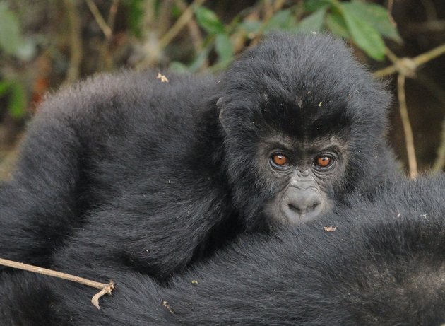 Qafzeh's tweet photo. All Gorillas In The Wild Are Now At High Risk Of Extinction https://t.co/GSA6Pw1Z9e via @HuffPostScience https://t.co/GiKFnf6FlY