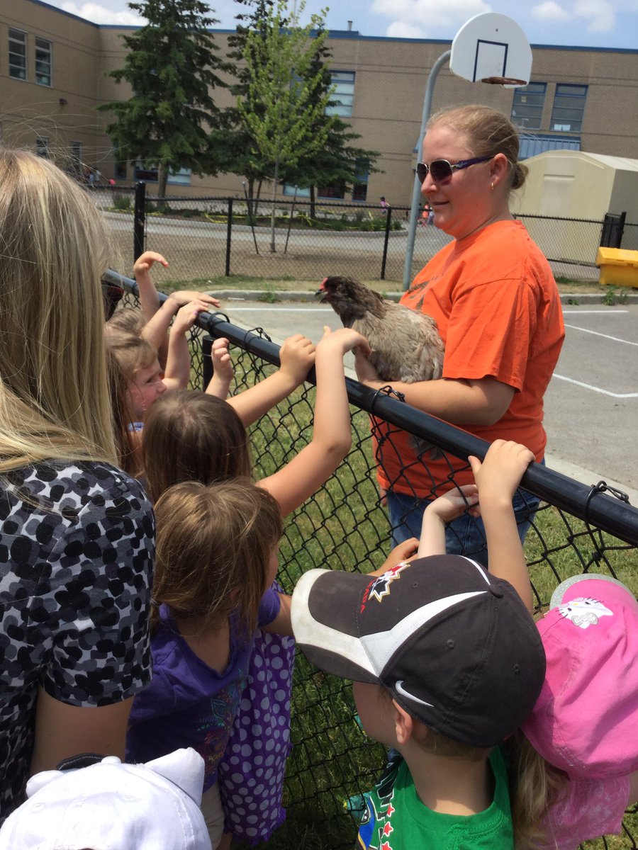 bigredroomstcat's tweet photo. We had some visitors in our school yard this afternoon to keep the kiddies busy at recess!! 🐓🐖🐄#PVNCey https://t.co/3nzYtGbZqa