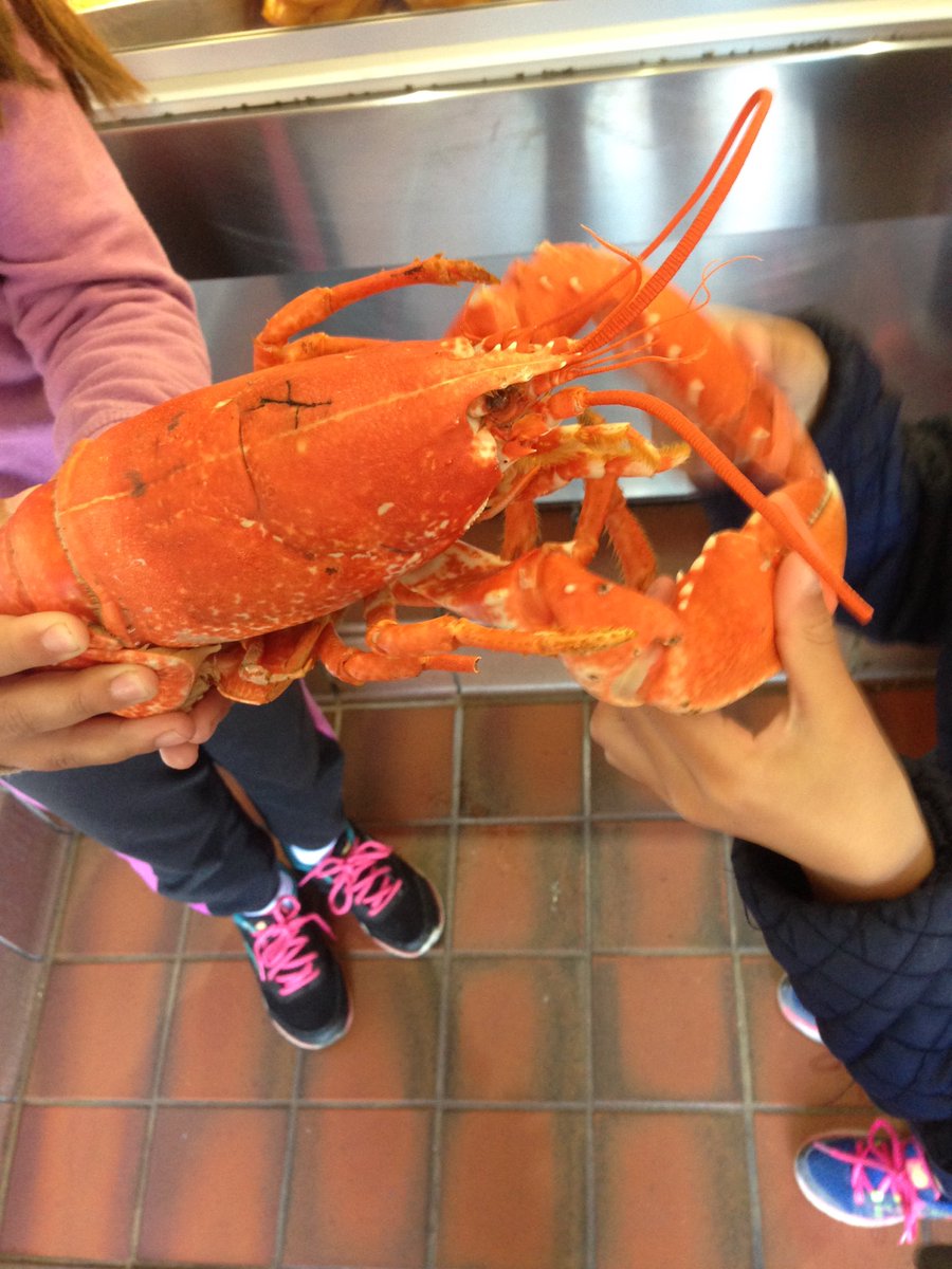 MissHiggins05's tweet photo. Today's adventures exploring the community... #somethingfishygoingonwithP1/2 🦀🐟 #learningoutwiththeclassroom https://t.co/OlRuOz2NXk