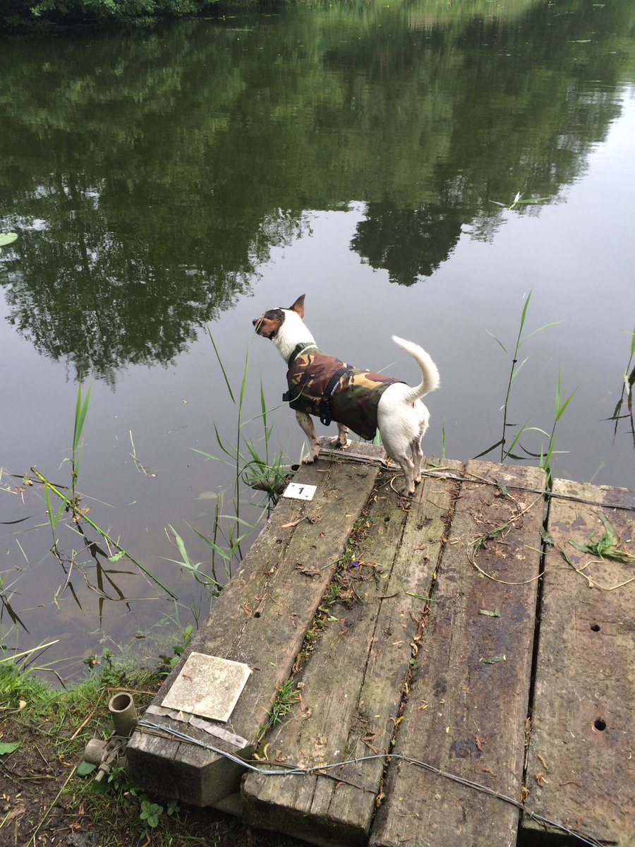MikeBrownMBP's tweet photo. Observation is essential when #carp fishing but despite   #ColdJune #Sparky is no #Chilly Chilcott in @Petlife1 coat https://t.co/h9qvGbuFzc