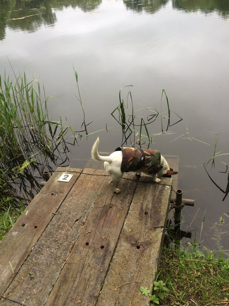 MikeBrownMBP's tweet photo. Observation is essential when #carp fishing but despite   #ColdJune #Sparky is no #Chilly Chilcott in @Petlife1 coat https://t.co/h9qvGbuFzc