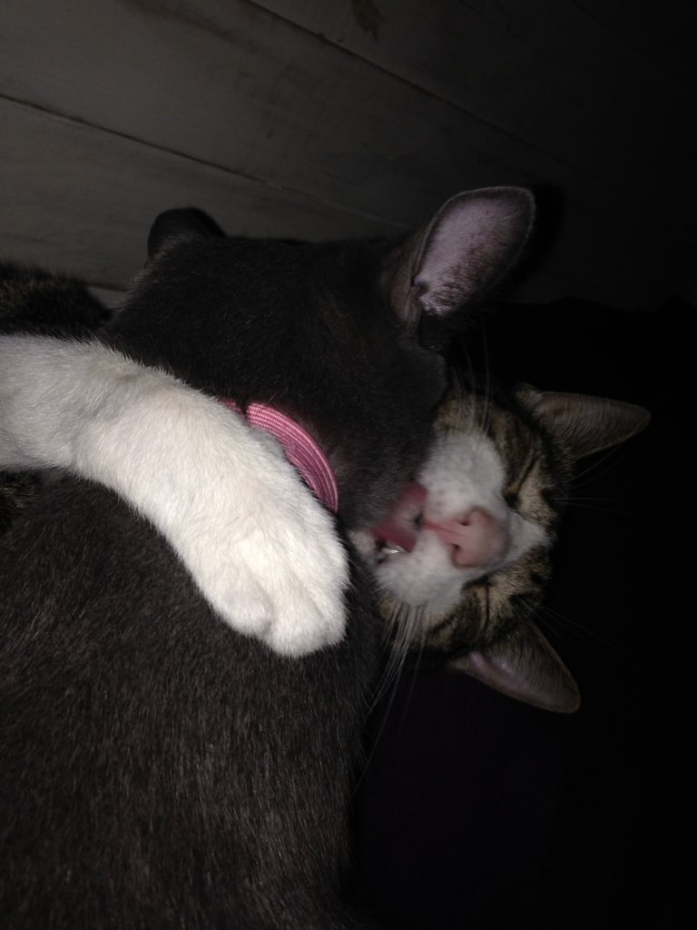 migatodinamita's tweet photo. #DjBaloo tiene tiempo para cantarle Amada Mia, Amore Mio a Chiqui al oído. https://t.co/ce22mJslnd https://t.co/X62zjiE0tl
